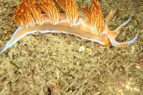 Lagos: Esperienza di immersione subacquea per principianti