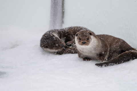 Vanuit Rovaniemi: Bezoek het wildpark in Ranua