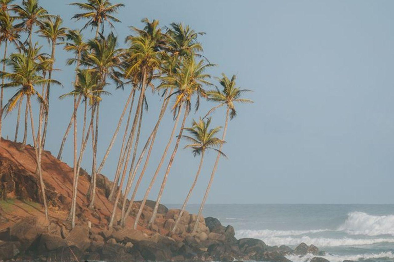 Mirissa Whale Watching, Turtle Snorkeling &Coconut Hill Tour Private Tour from Colombo, Negombo or Mount Lavinia