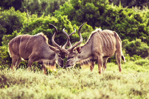 6 jours de safari en Tanzanie, circuit culturel, découverte de la faune et de la flore