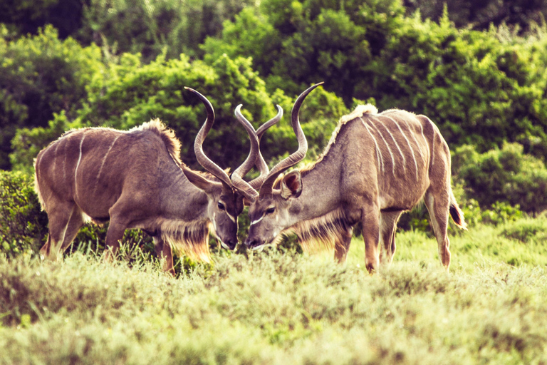 6 jours de safari en Tanzanie, circuit culturel, découverte de la faune et de la flore