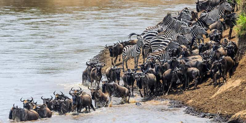 Parco Nazionale del Serengeti Esperienze autentiche: il MEGLIO del 2023 ...