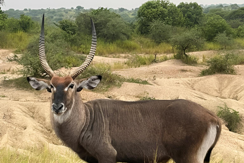从坎帕拉出发：姆布罗湖国家公园一日旅行