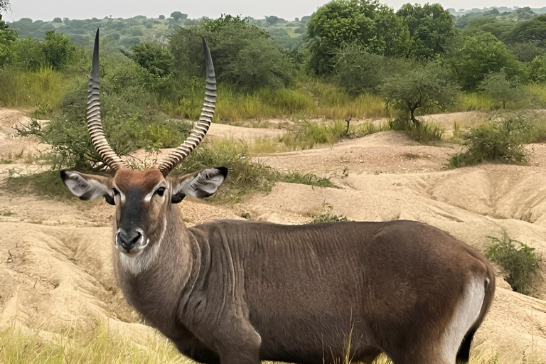 从坎帕拉出发：姆布罗湖国家公园一日旅行