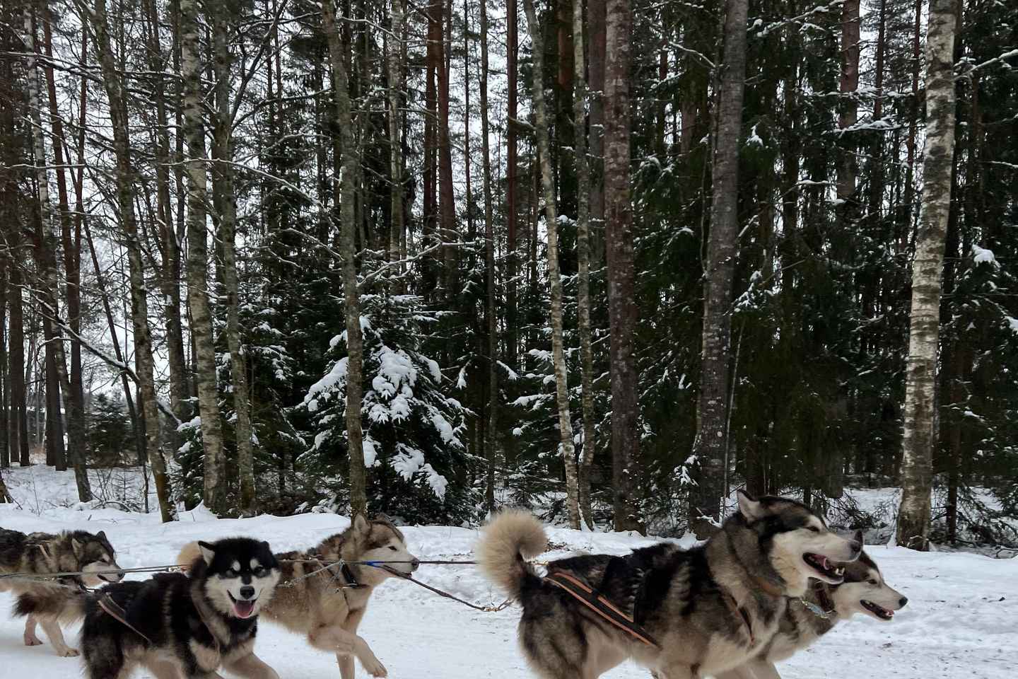 Riga: Avventura con Sleddog tra i Husky