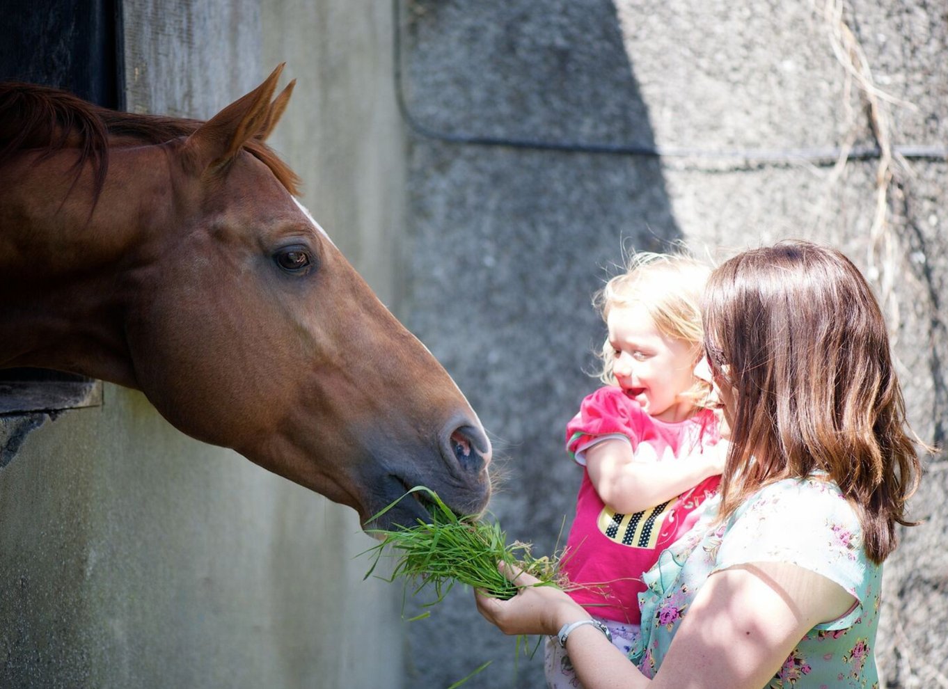 County Armagh: Tur fra blomst til flaske med smagning