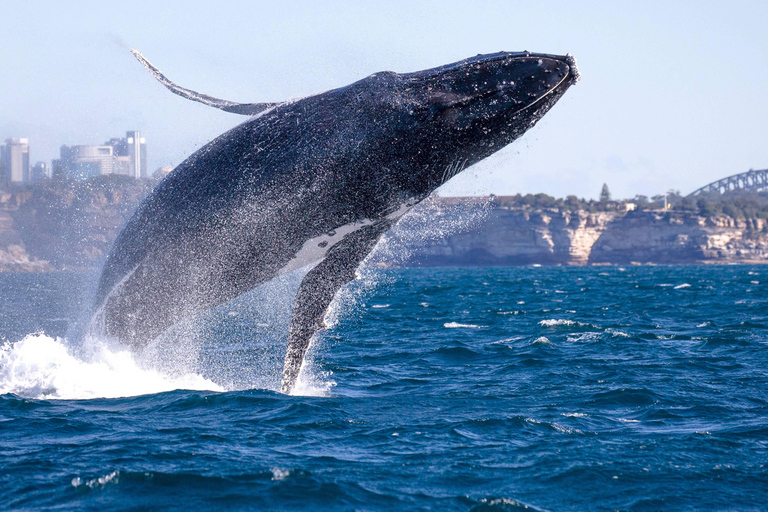 Montreal: Charlevoix, Canyon St-Anne, Whale Watch 2-Day Trip