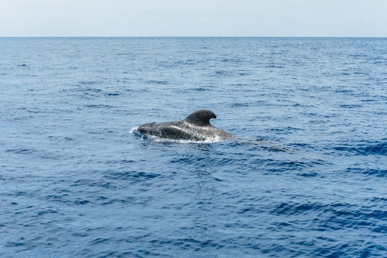 Teneryfa: Wycieczka wielorybami i delfinami z lokalnym sternikiemWycieczka z punktem spotkania
