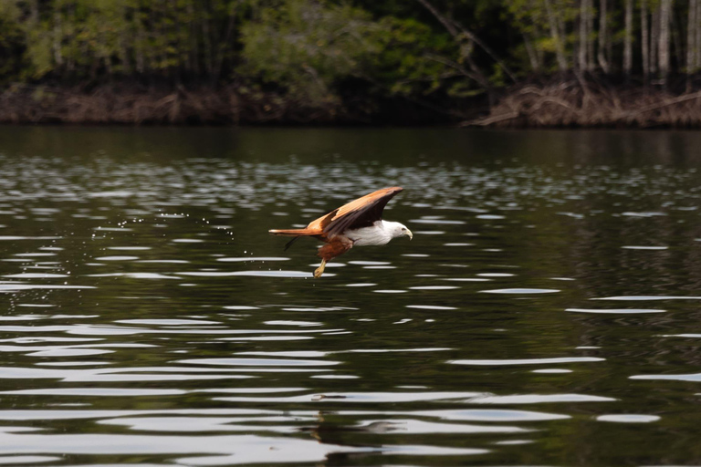 Langkawi Koninklijke Mangrove Tour met snorkelarrangementKleine boot (8 personen)