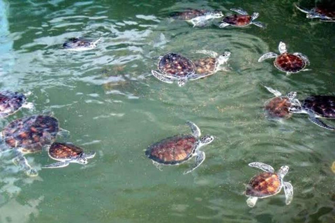 Bali Isla de la Tortuga Barco de Botella de Cristal con Cena Romántica