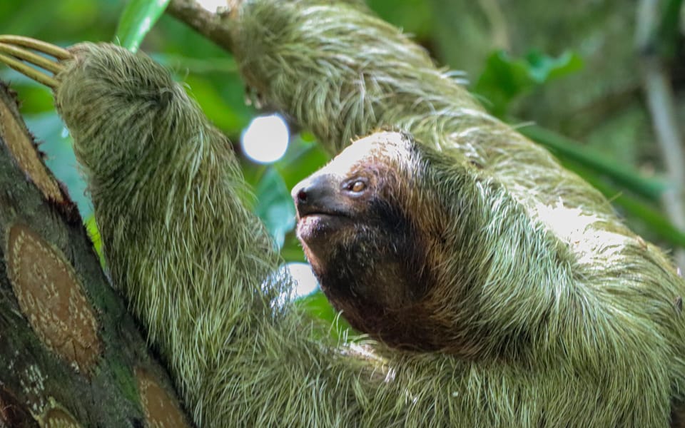 Arenal Volcano: Sloth Tour & Cultural Tour | GetYourGuide