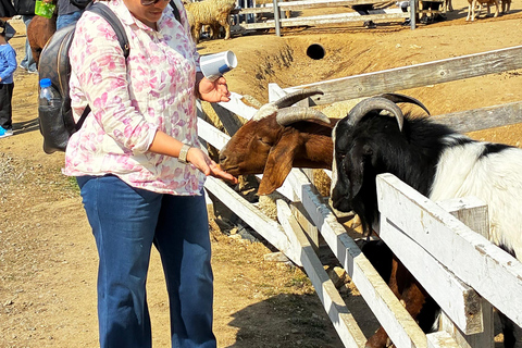 Cherry Blossom Tour from Seoul: Nami, Rail Bike & Alpaca C. Cherry Blossom B + Nami Island