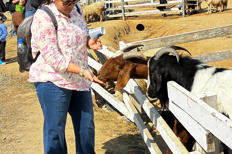 Cherry Blossom Tour from Seoul: Nami, Rail Bike & Alpaca C. Cherry Blossom B + Nami Island