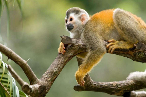 Iquitos: Excursão de um dia à Ilha dos Macacos e à Aldeia Nativa