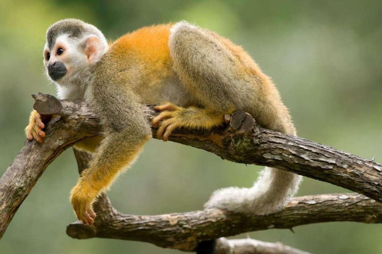 Iquitos: Excursão de um dia à Ilha dos Macacos e à Aldeia Nativa