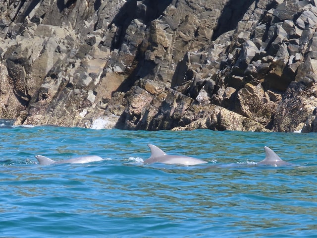 Noosa Heads: Ocean Rider Dolphin Safari