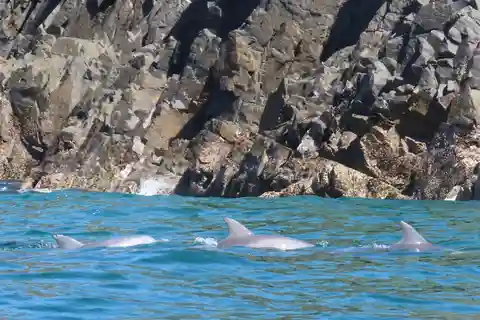 Noosa Heads : Ocean Rider Dolphin Safari. Offres spéciales pour les familles