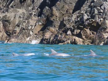 Noosa Heads: Ocean Rider Dolphin Safari. Family specials