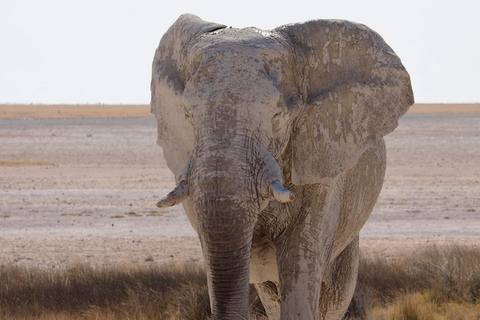 Kenya : visite guidée avec transfert et guide de la région