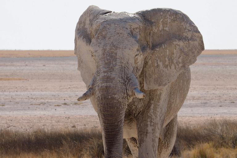 Kenya : visite guidée avec transfert et guide de la région