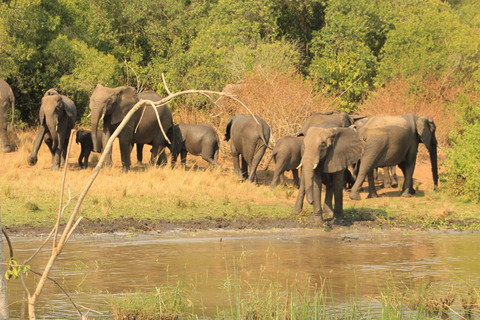 Uganda: 9-dniowy obwód góry Rwenzori i Park Narodowy Królowej Elżbiety