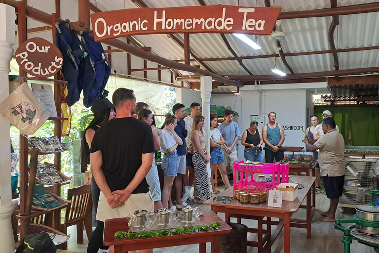 Ella: Organic Tea Plantation Tour with Tea Making & Tasting