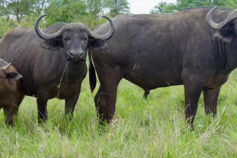From Durban: Hluhluwe Game Reserve Full-Day Safari