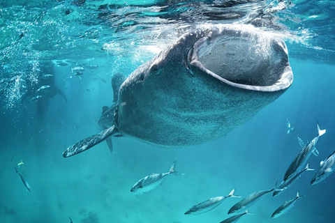 Nadar com tubarões-baleia a partir de Isla Mujeres e/ou Cancún