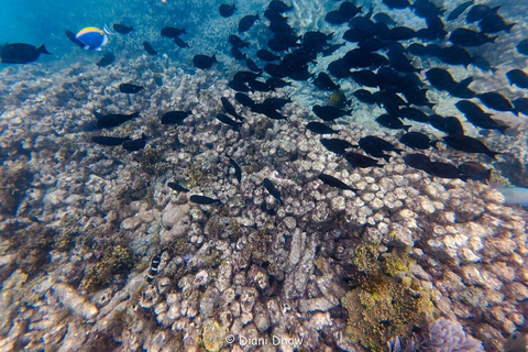 Diani Beach: Sunrise Boat Tour and Snorkeling Trip