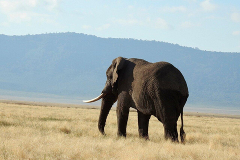 Safari de 8 días y Escapada a Zanzíbar