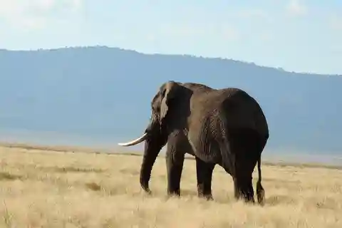 Experiencia de safari de lujo en Tanzania: Explora en 4 días