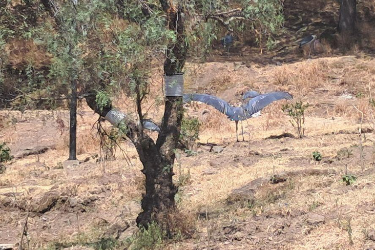 Addis Ababa: 6-Day Abijata Shalla NP & Bale Mountains Tour