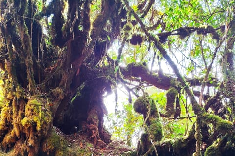 Private Guided Mossy Forest Tour & Malaysia Transfer