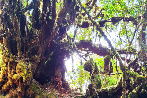 Private Guided Mossy Forest Tour & Malaysia Transfer