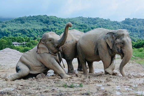 Phuket: Reserva de elefantes Freedom - Paseo por la naturaleza etéreaPhuket: Tour por la reserva natural Freedom Elephant Reserve con paseo y alimentación de elefantes