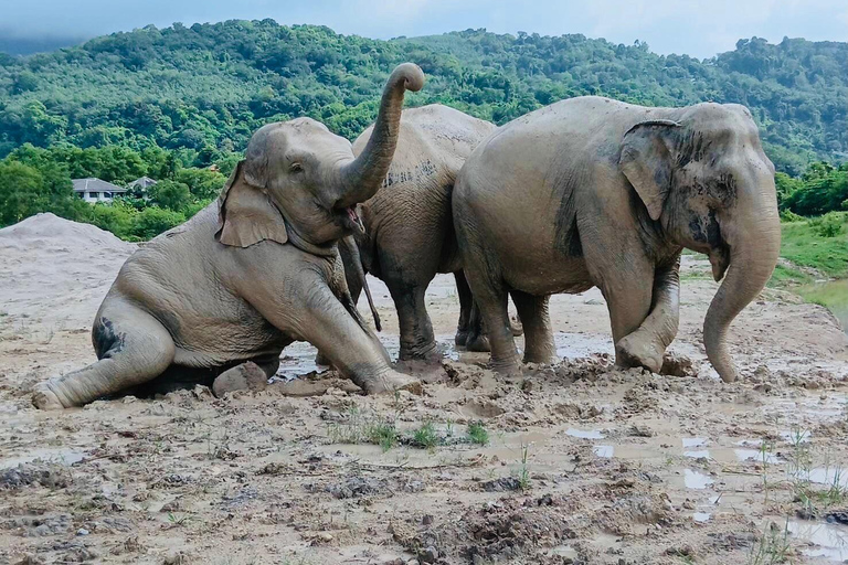 Phuket: Reserva de elefantes Freedom - Paseo por la naturaleza etéreaPhuket: Tour por la reserva natural Freedom Elephant Reserve con paseo y alimentación de elefantes