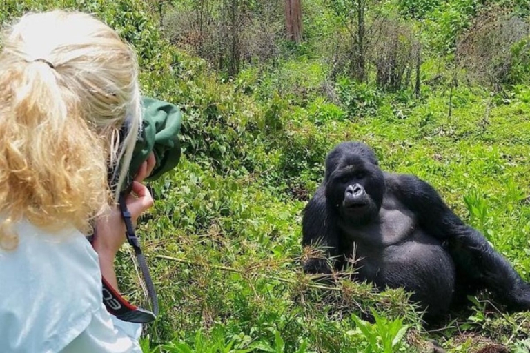 1 Día de Rastreo de Gorilas en Ruanda desde Kigaki