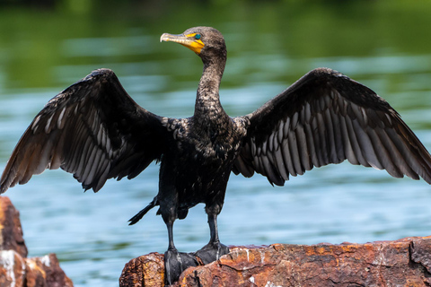 Sarasota: Guided Mangrove Tunnel Kayak Tour Lido Key