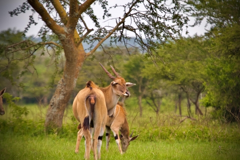 6 jours d'animaux sauvages en Ouganda