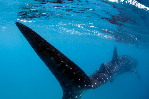 Whale Shark Snorkeling in La Paz, BCS.