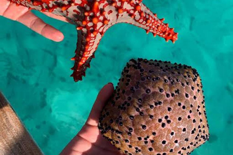 桑给巴尔：海星、浮潜和蓝泻湖探险桑给巴尔：海星、浮潜和蓝泻湖（含接送服务）