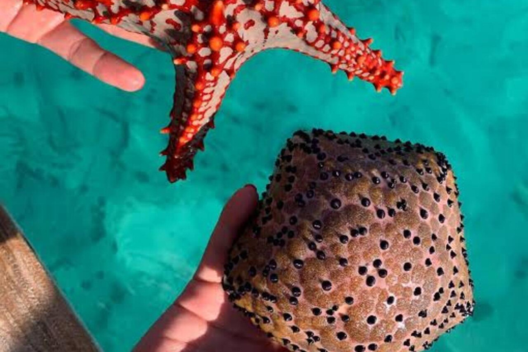 桑给巴尔：海星、浮潜和蓝泻湖探险桑给巴尔：海星、浮潜和蓝泻湖（含接送服务）