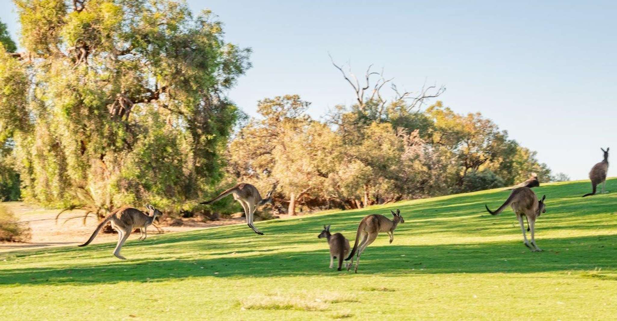 Swan Valley, Golf Cart Kangaroo Safari w/ Mini Golf & Drink - Housity
