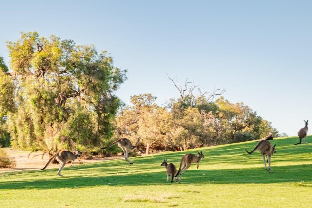 Visit Swan Valley Golf Cart Kangaroo Safari w/ Mini Golf & Drink in Perth