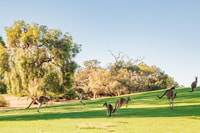 Swan Valley, Golf Cart Kangaroo Safari w/ Mini Golf & Drink - Housity
