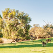 Swan Valley: Golf Cart Kangaroo Safari w/ Mini Golf & Drink