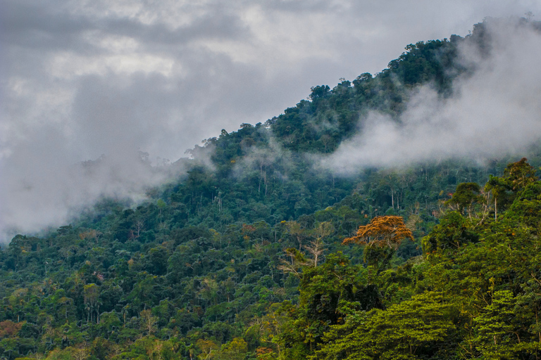From Cusco: 3-Day Manu Amazon Jungle Expedition & Photos
