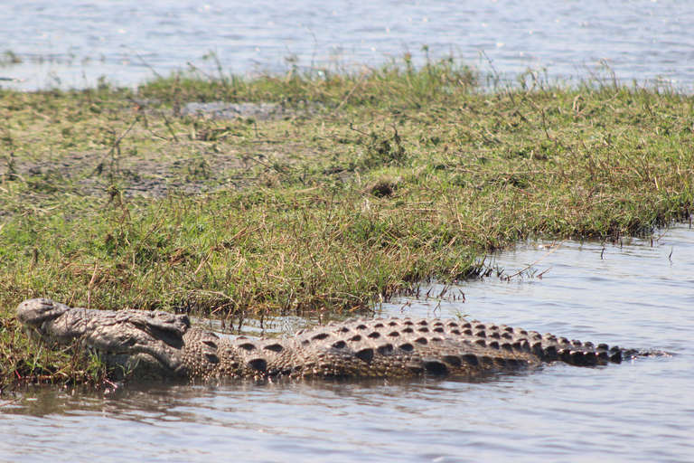 Viagem de 1 dia prolongado ao Chobe