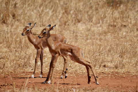 Zanzibar: Group Safari to Tarangire & Ngorongoro Crater