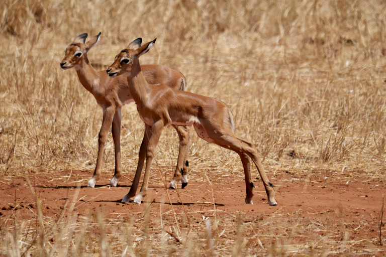 Zanzibar: Group Safari to Tarangire & Ngorongoro Crater
